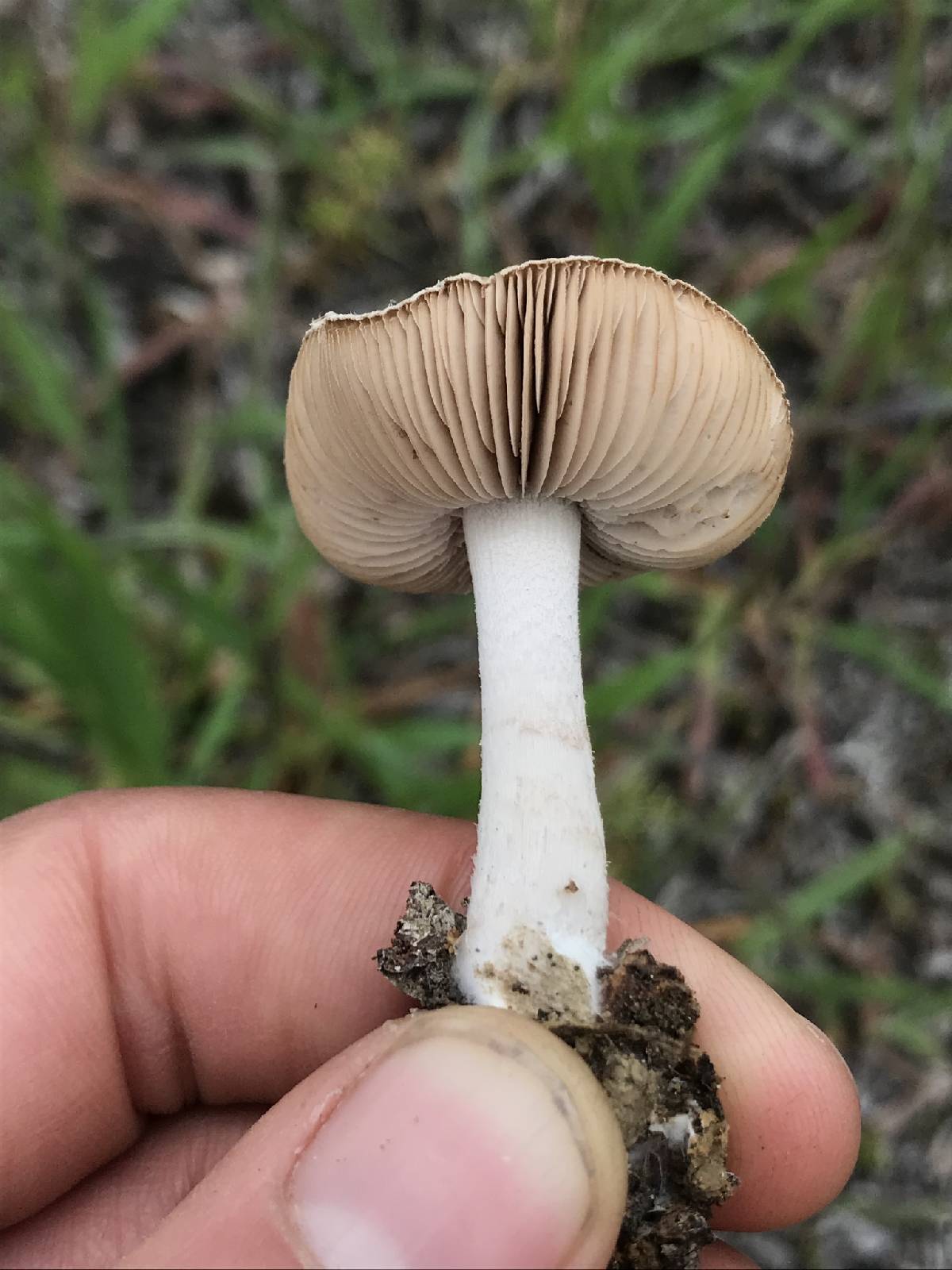 Coprinopsis uliginicola image