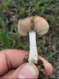 Coprinopsis uliginicola image