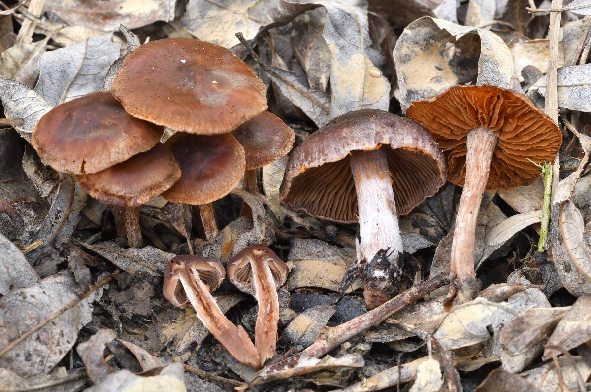 Cortinarius castaneus image