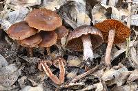 Cortinarius castaneus image