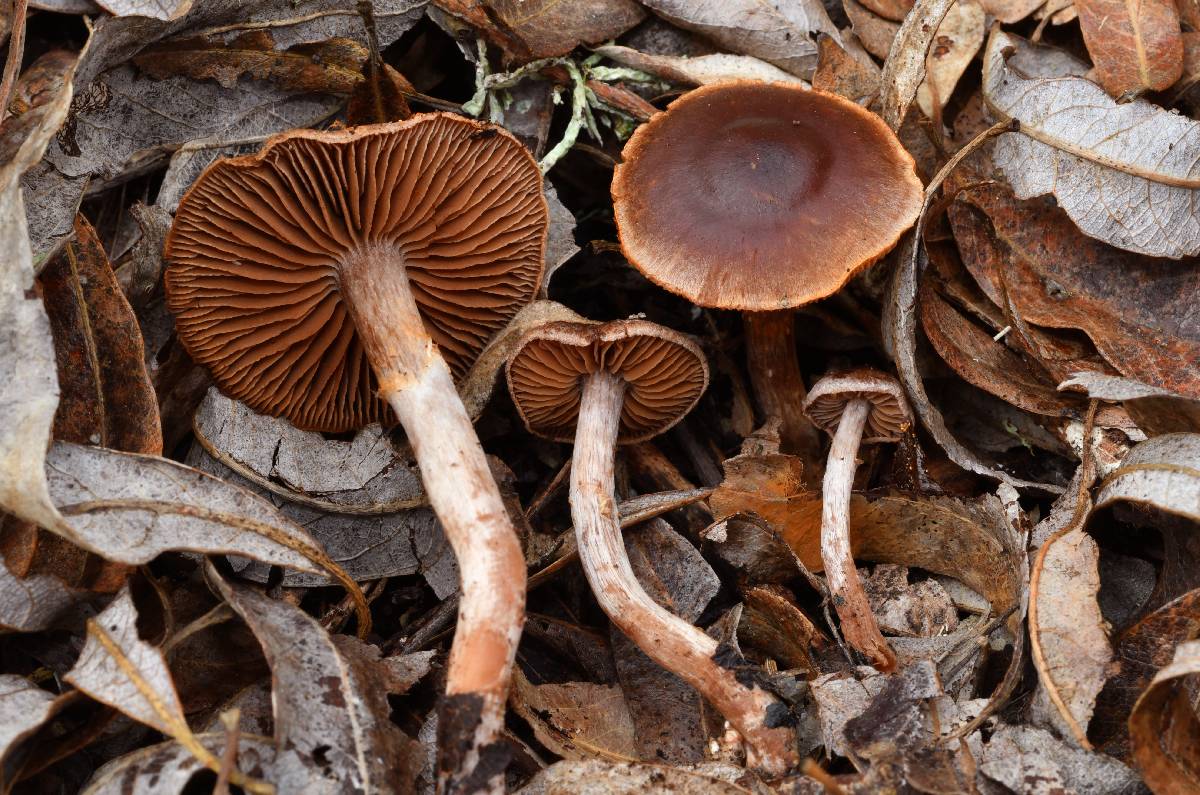 Cortinarius castaneus image