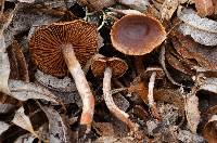 Cortinarius castaneus image