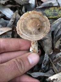 Cortinarius saturninus image