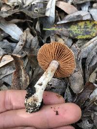 Cortinarius saturninus image