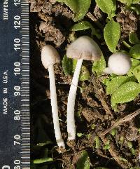 Conocybe apala image