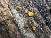 Dacrymyces stillatus image