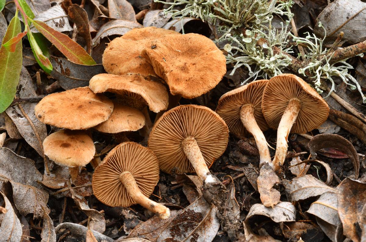 Inocybe leucoloma image