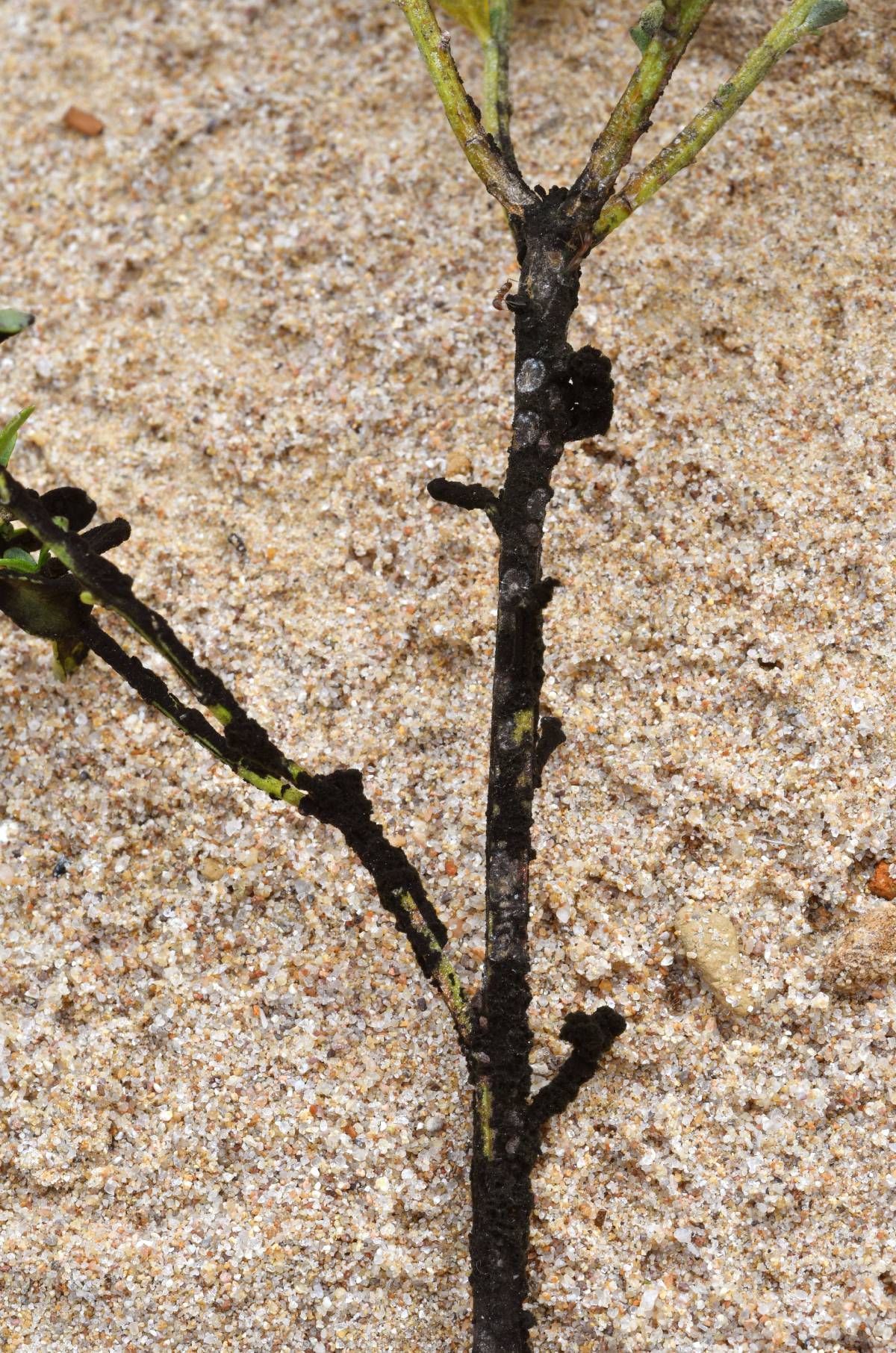 Limaciniaseta californica image