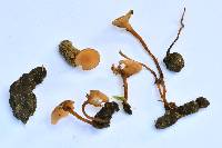 Sclerotinia sclerotiorum image