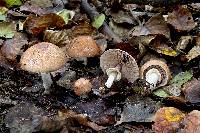 Agaricus subrufescentoides image