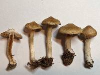 Inocybe ochroalba image