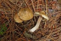 Inocybe ochroalba image