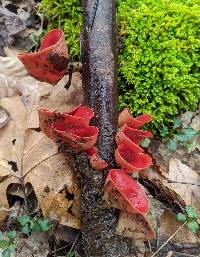 Sarcoscypha occidentalis image