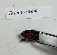 Massospora cicadina image