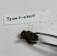 Massospora cicadina image