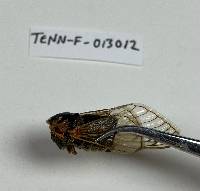 Massospora cicadina image