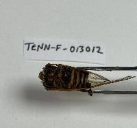 Massospora cicadina image