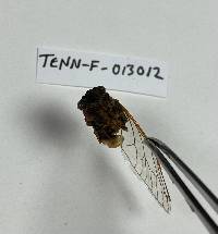 Massospora cicadina image