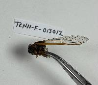 Massospora cicadina image