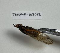 Massospora cicadina image