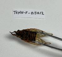 Massospora cicadina image