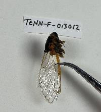 Massospora cicadina image