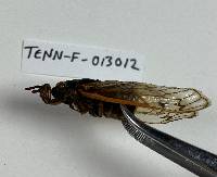 Massospora cicadina image