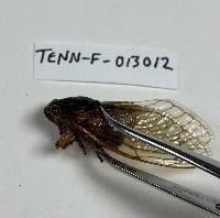 Massospora cicadina image
