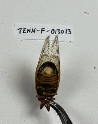 Massospora cicadina image
