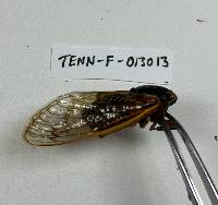 Massospora cicadina image