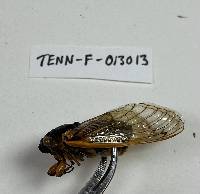 Massospora cicadina image