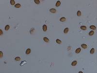 Naucoria similiformis image