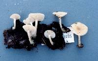 Clitocybe americana image