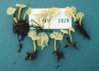 Cantharellus luteocomus image