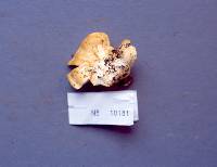 Polyporus ciliatus image