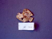 Polyporus ciliatus image