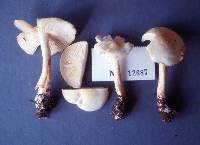 Tricholoma album image