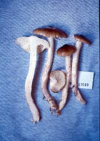 Hygrophorus persoonii image