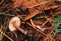 Inocybe fuligineoatra image