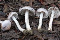 Inocybe ionocephala image