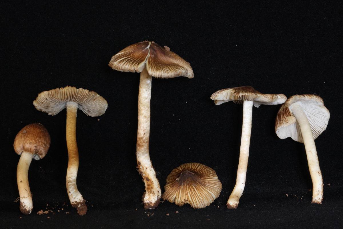 Pseudosperma notodryinum image