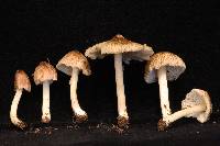 Pseudosperma notodryinum image
