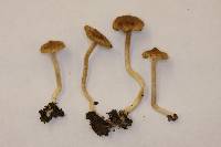 Inocybe microteroxantha image