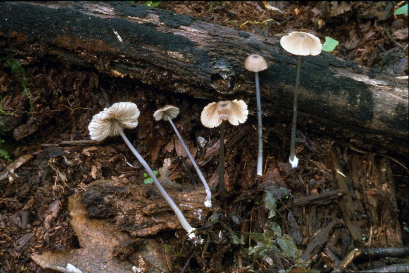 Entoloma infuscatum image