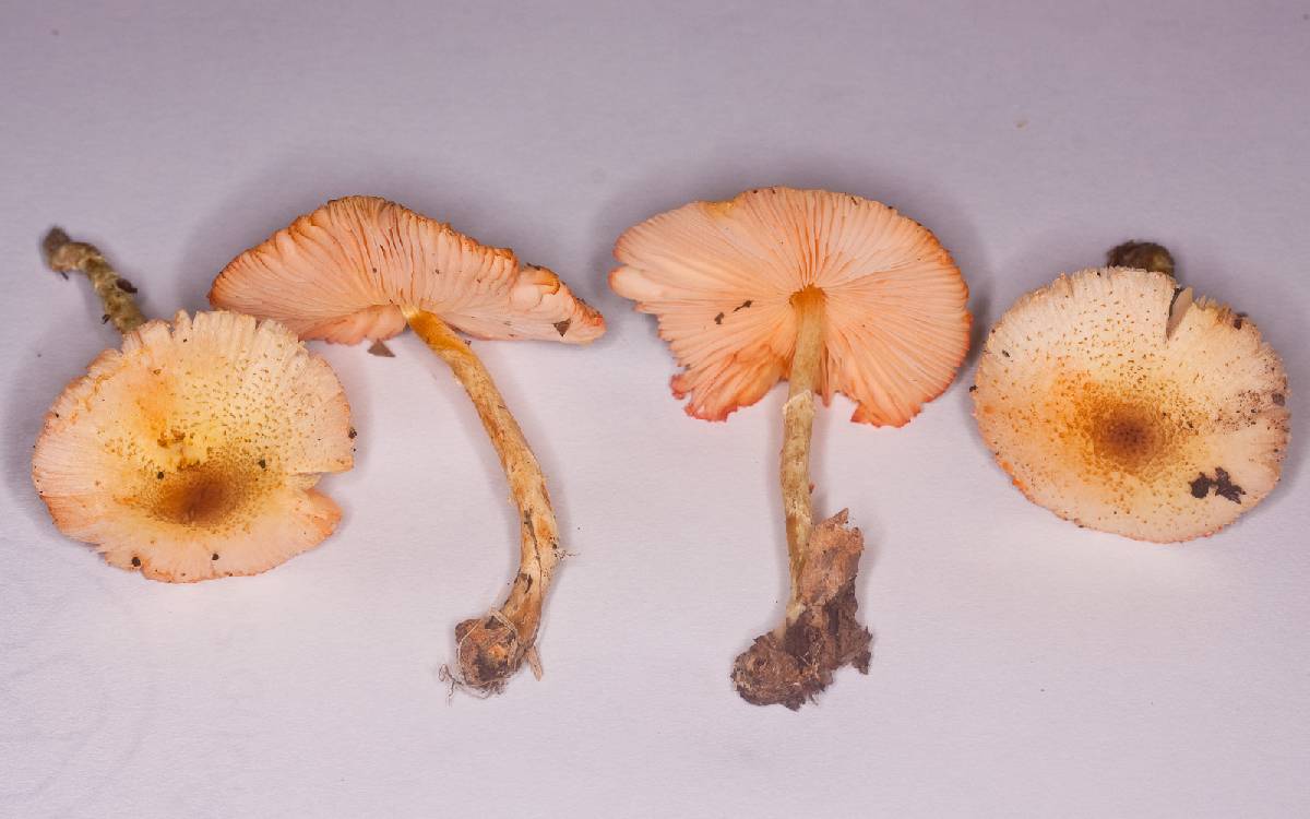 Lepiota maculans image