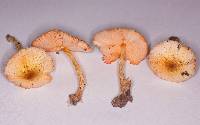 Lepiota maculans image