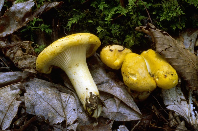Cantharellus phasmatis image