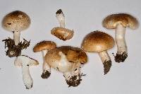 Hygrophorus tennesseensis image