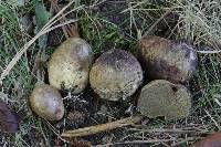 Rhizopogon subaustralis image