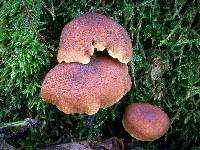 Gymnopilus sapineus image